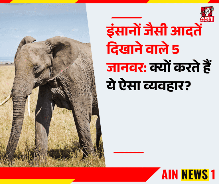 इंसानों जैसी आदतें दिखाने वाले 5 जानवर: क्यों करते हैं ये ऐसा व्यवहार?