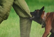 रायपुर के होटल में कुत्ते को खाना देने के विवाद में युवक की हत्या, दो संदिग्ध हिरासत में