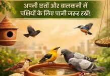 गुरुग्राम में पक्षियों के लिए फरिश्ता बने ‘पक्षीराज’, भीषण गर्मी में बेजुबानों को ICU देकर बचा रहे जिंदगी!
