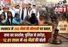 लखनऊ में 243 भैंसों की नीलामी पर बवाल, सपा का प्रदर्शन; पुलिस ने खदेड़ा, 12.01 लाख में 40 भैंसों की बोली